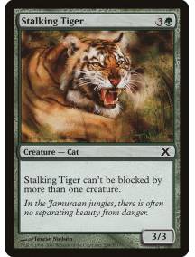 Tigre Caçador / Stalking Tiger