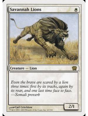 Leões da Savana / Savannah Lions