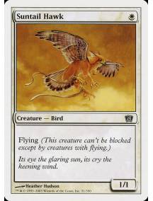 Falcão da Cauda Solar / Suntail Hawk