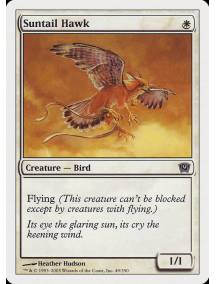 Falcão da Cauda Solar / Suntail Hawk