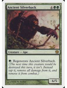 Gorila Ancião de Dorso Prateado / Ancient Silverback