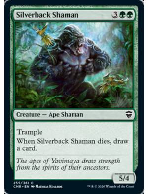 Xamã Dorso Prateado / Silverback Shaman