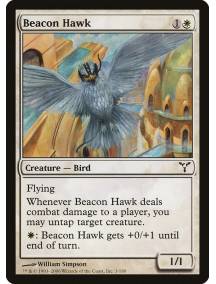 Falcão-Guia / Beacon Hawk