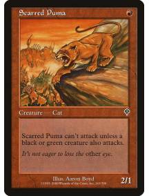 Puma da Cicatriz / Scarred Puma