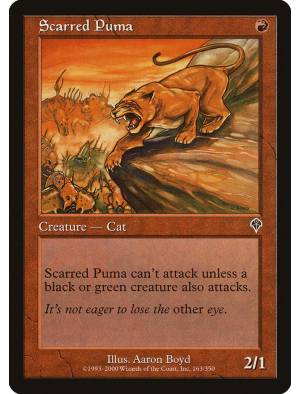 Puma da Cicatriz / Scarred Puma