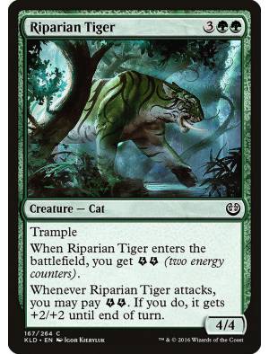 Tigre Ripariano / Riparian Tiger