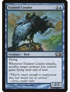 Condor Treinado / Trained Condor