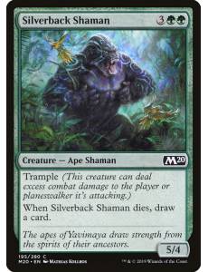 Xamã Dorso Prateado / Silverback Shaman