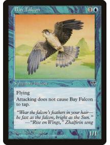Bay Falcon / Falcão da Baía