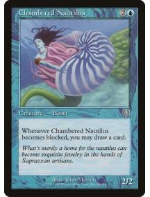 Chambered Nautilus / Náutilo com Câmaras