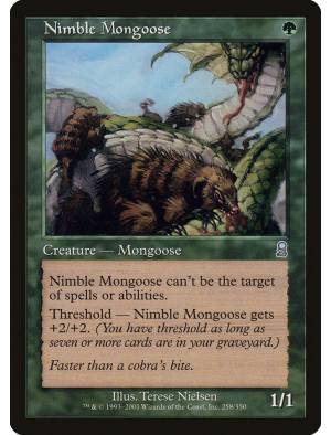 Mangusto Ágil / Nimble Mongoose