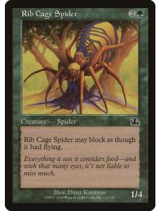 Rib Cage Spider / Aranha Torácica