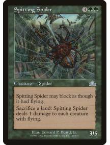 Spitting Spider / Aranha Cuspideira