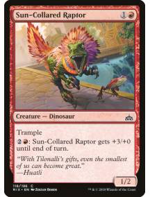 Raptor Gola-de-sol / Sun-Collared Raptor