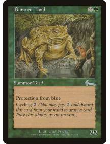 Bloated Toad / Sapo Inchado