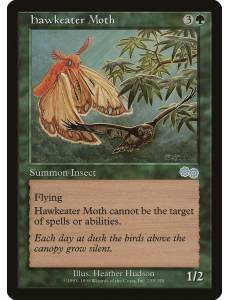 Hawkeater Moth / Mariposa Falconívora